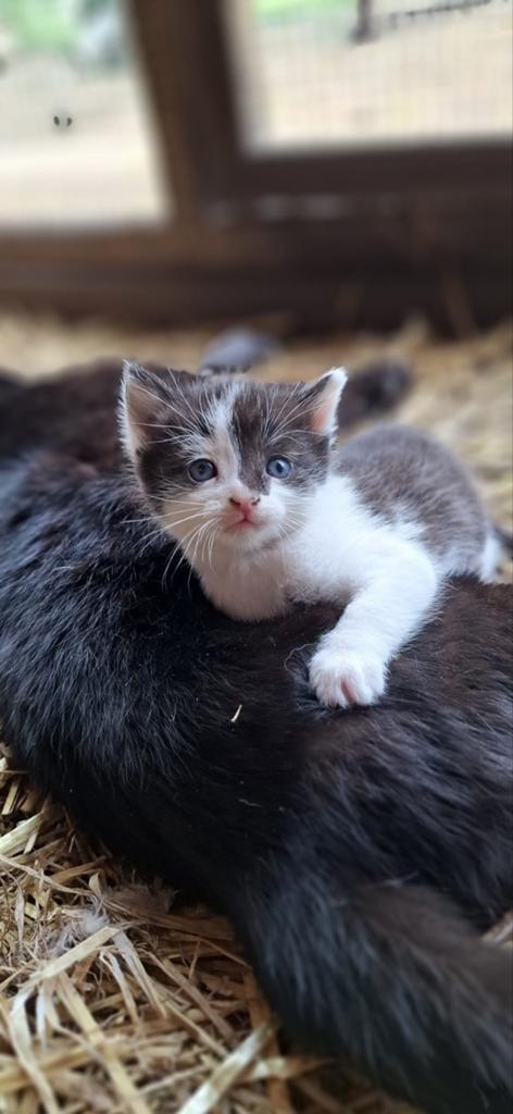 Hele lieve tamme kittens Europees korthaar, Meerdere dieren, Kortharig, 0 tot 2 jaar