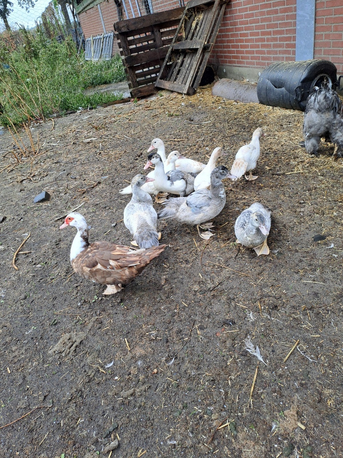 muskus eenden, Meerdere dieren, Eend