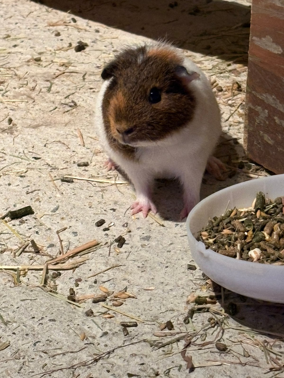 Heel mooi zeugje cavia, Dieren en Toebehoren, Knaagdieren, Vrouwelijk, Tam, Maart, Cavia