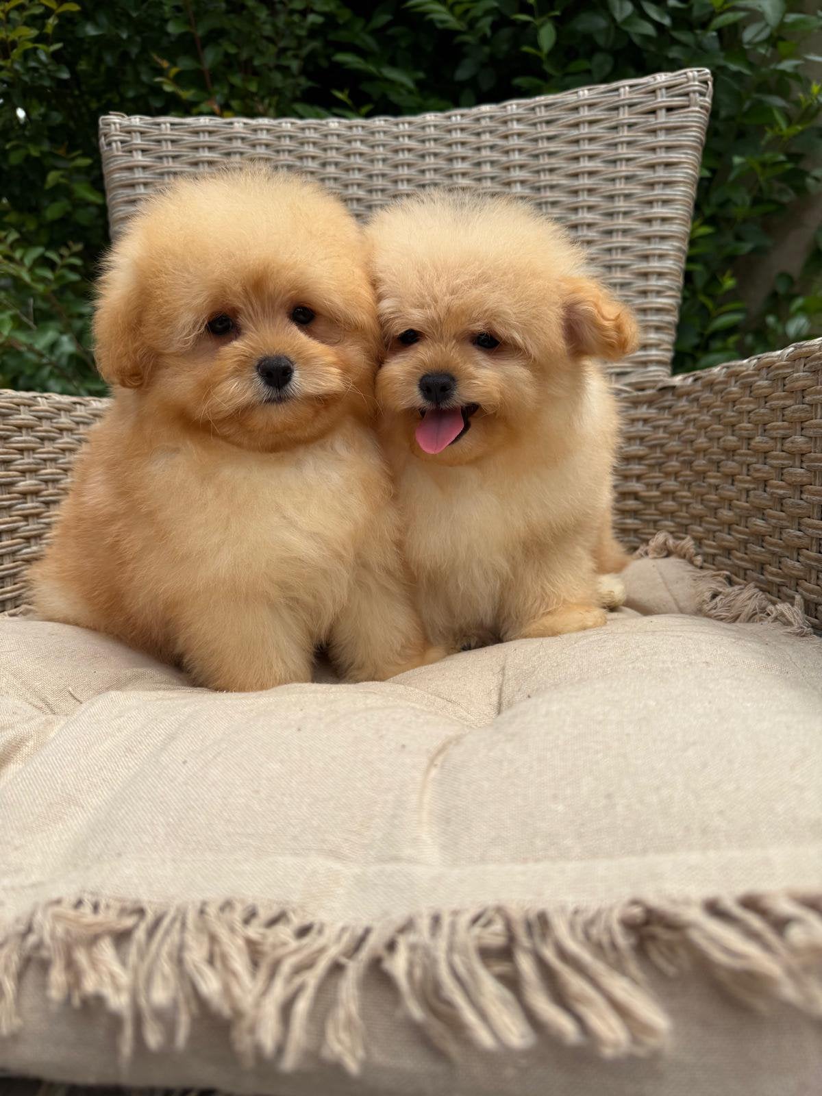 Pomapoo pups - Pomeranian x Poedel mix, 8 tot 15 weken, Buitenland, Teef, Parvo