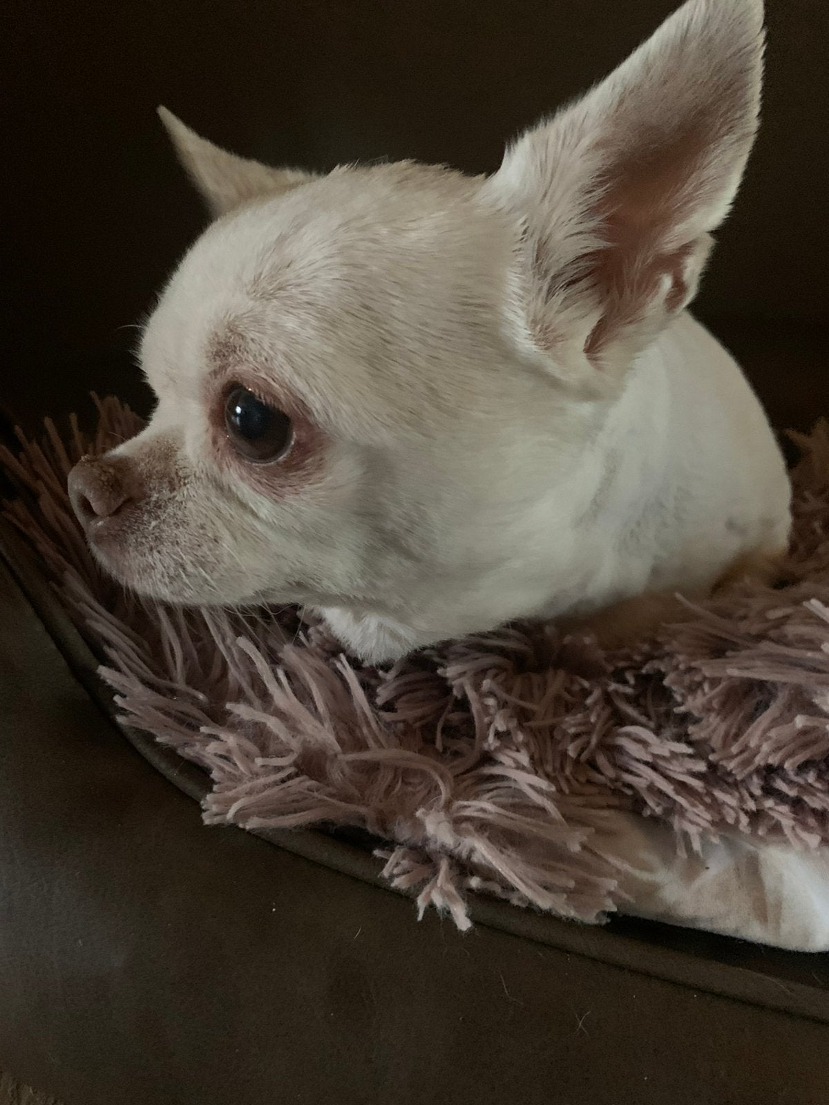 Vriendinnetje gezocht, Dieren en Toebehoren, HCC (leverziekte), 1 tot 2 jaar, Teef, Eén hond