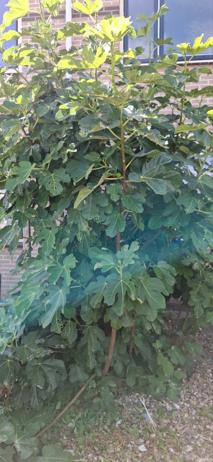 Heel groot vijgenboom, Bloeit niet, Overige soorten, 100 tot 250 cm, Ophalen