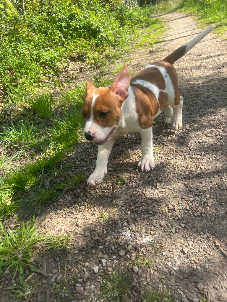 bully XL pups laatste reutje, Parvo, 8 tot 15 weken, Bulldog, Meerdere