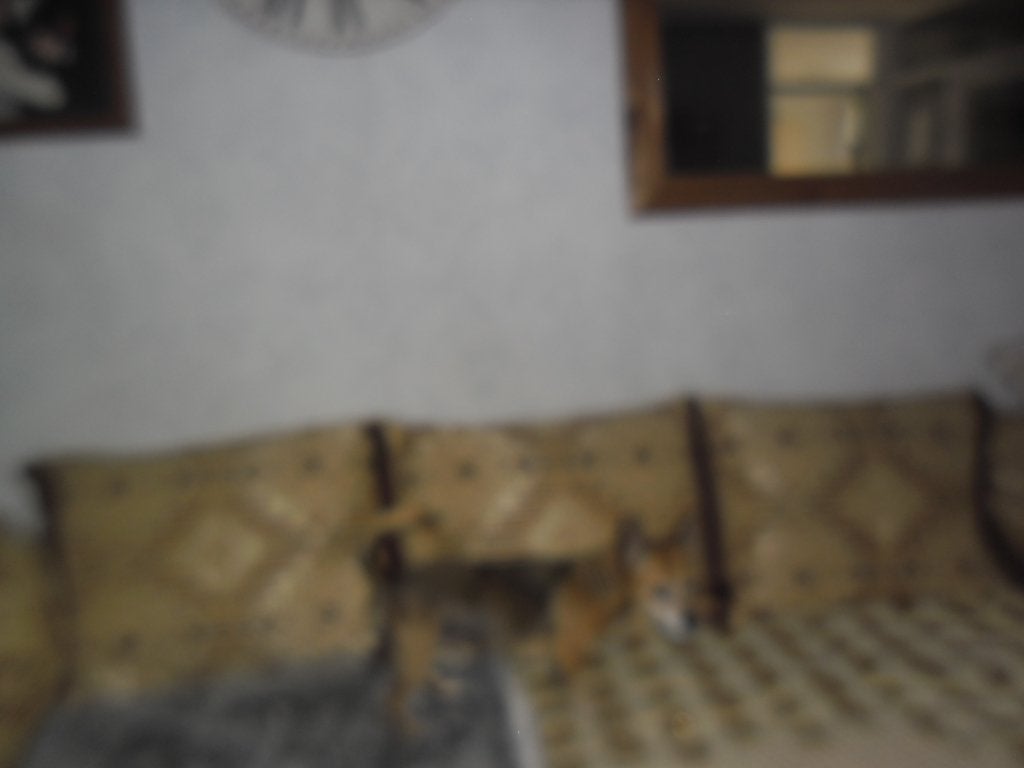 hond, Dieren en Toebehoren, Honden | Chihuahua's en Gezelschapshonden, 6 jaar of ouder, Parvo, Overige rassen, Teef