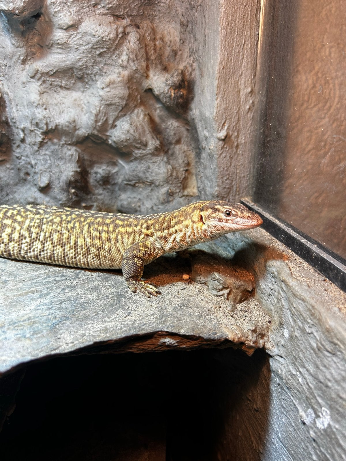 Varanus acanthurus vrouw, Hagedis, 3 tot 6 jaar