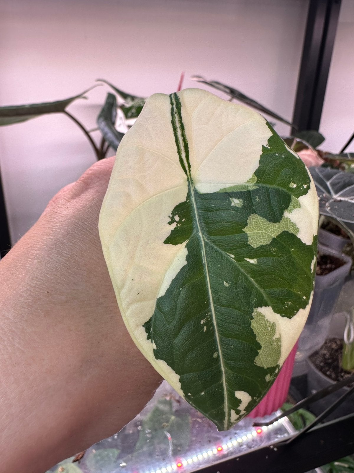 Alocasia Maharani albo, Huis en Inrichting, Kamerplanten, Ophalen of Verzenden, Halfschaduw, Minder dan 100 cm