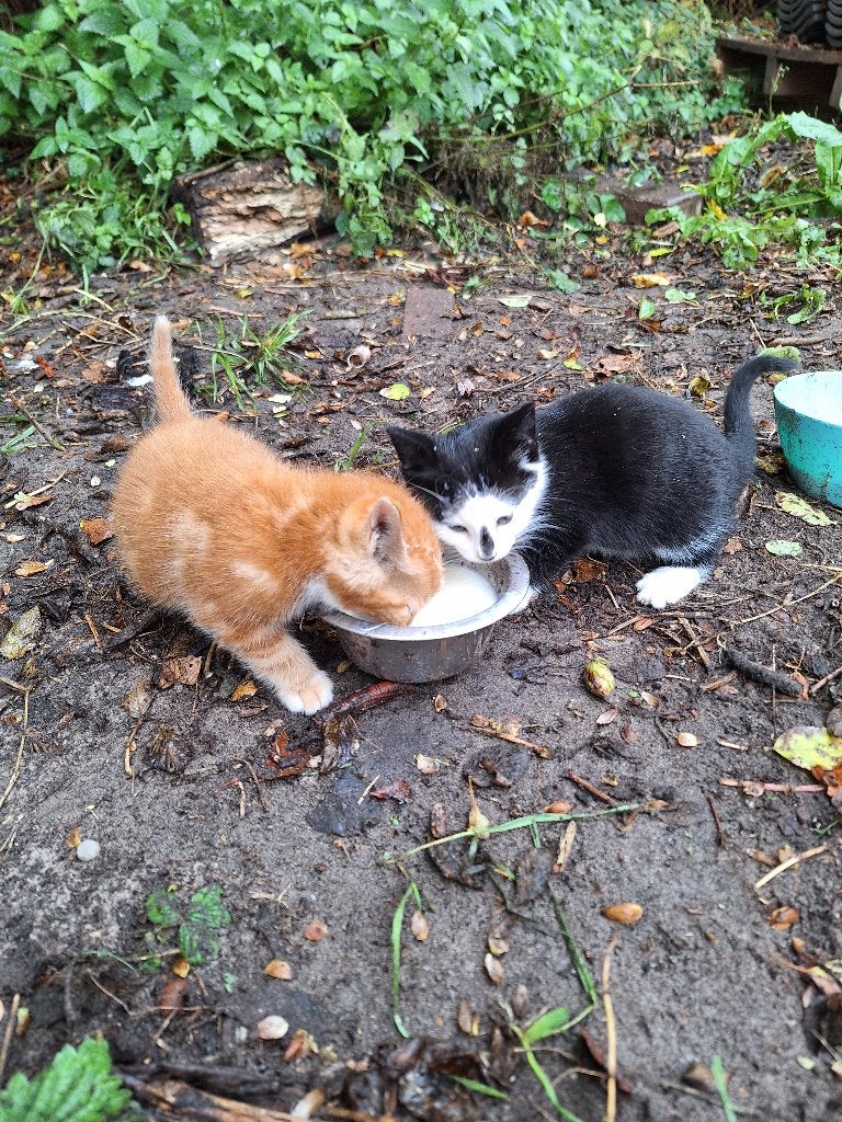 Boerderij kittens, Dieren en Toebehoren, Meerdere dieren, Kortharig, 0 tot 2 jaar