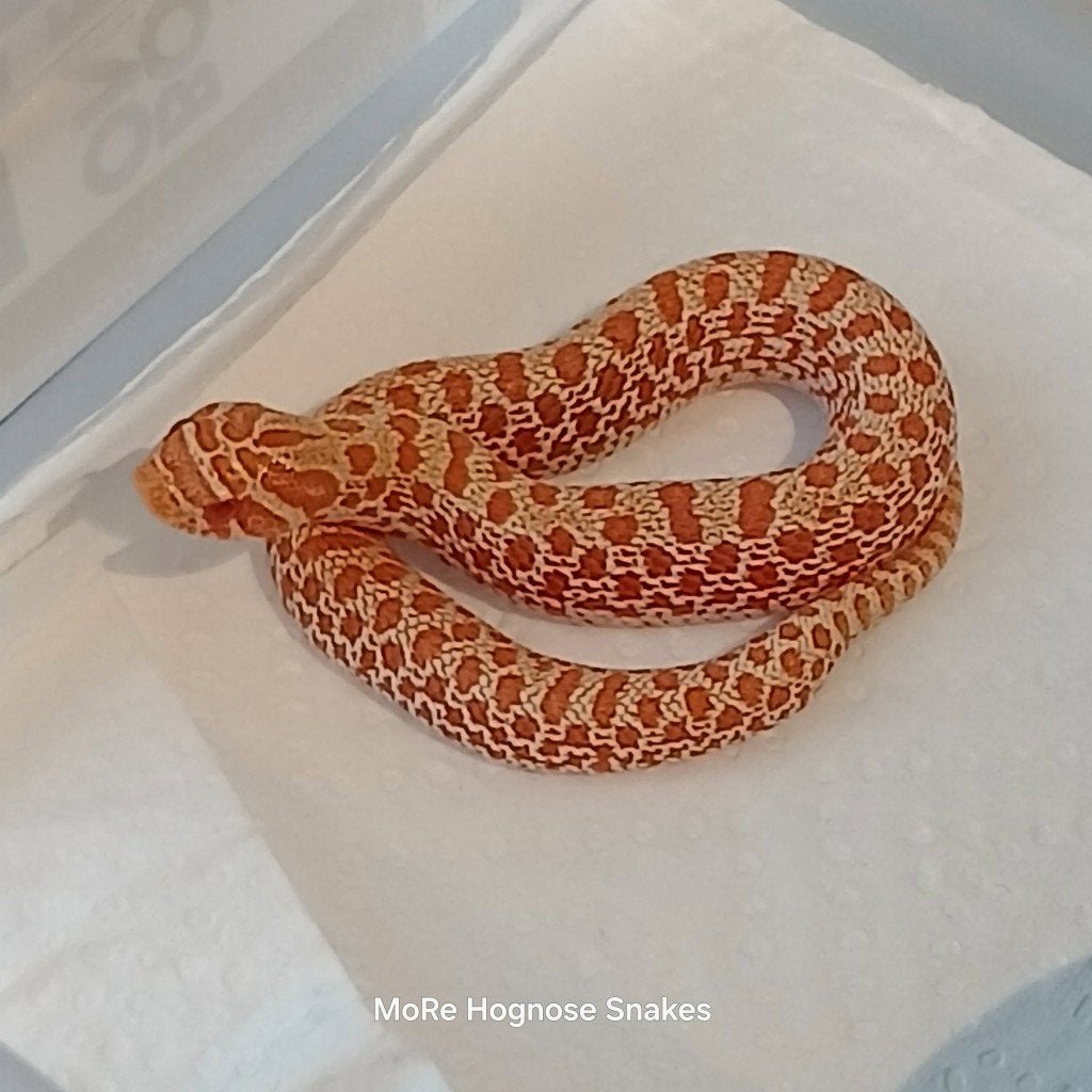 Heterodon nasicus: Ac dh albino/toffee x Albino conda, Slang, 0 tot 2 jaar