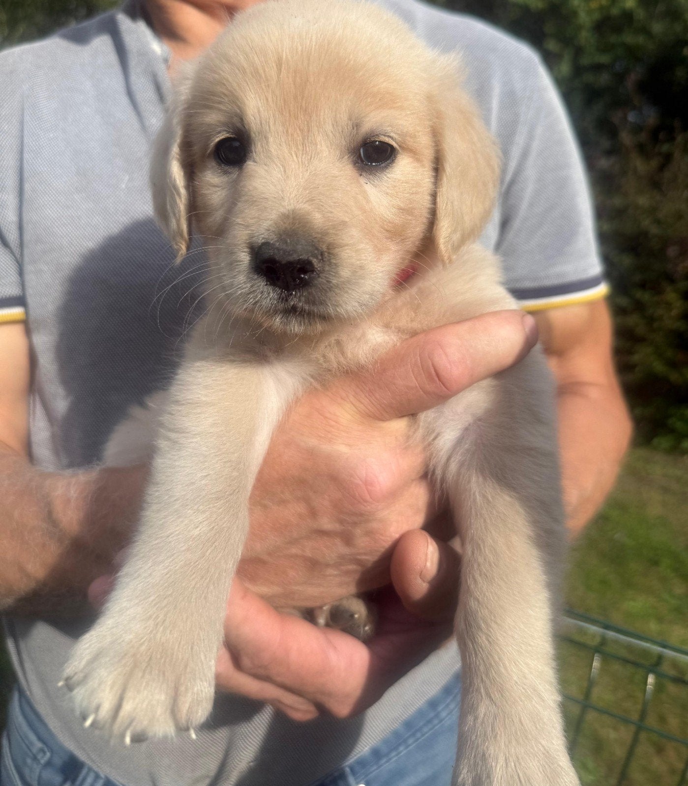 Lieve Golden Retriever pups, zoeken een forever home, Golden retriever, Parvo, 8 tot 15 weken, Meerdere