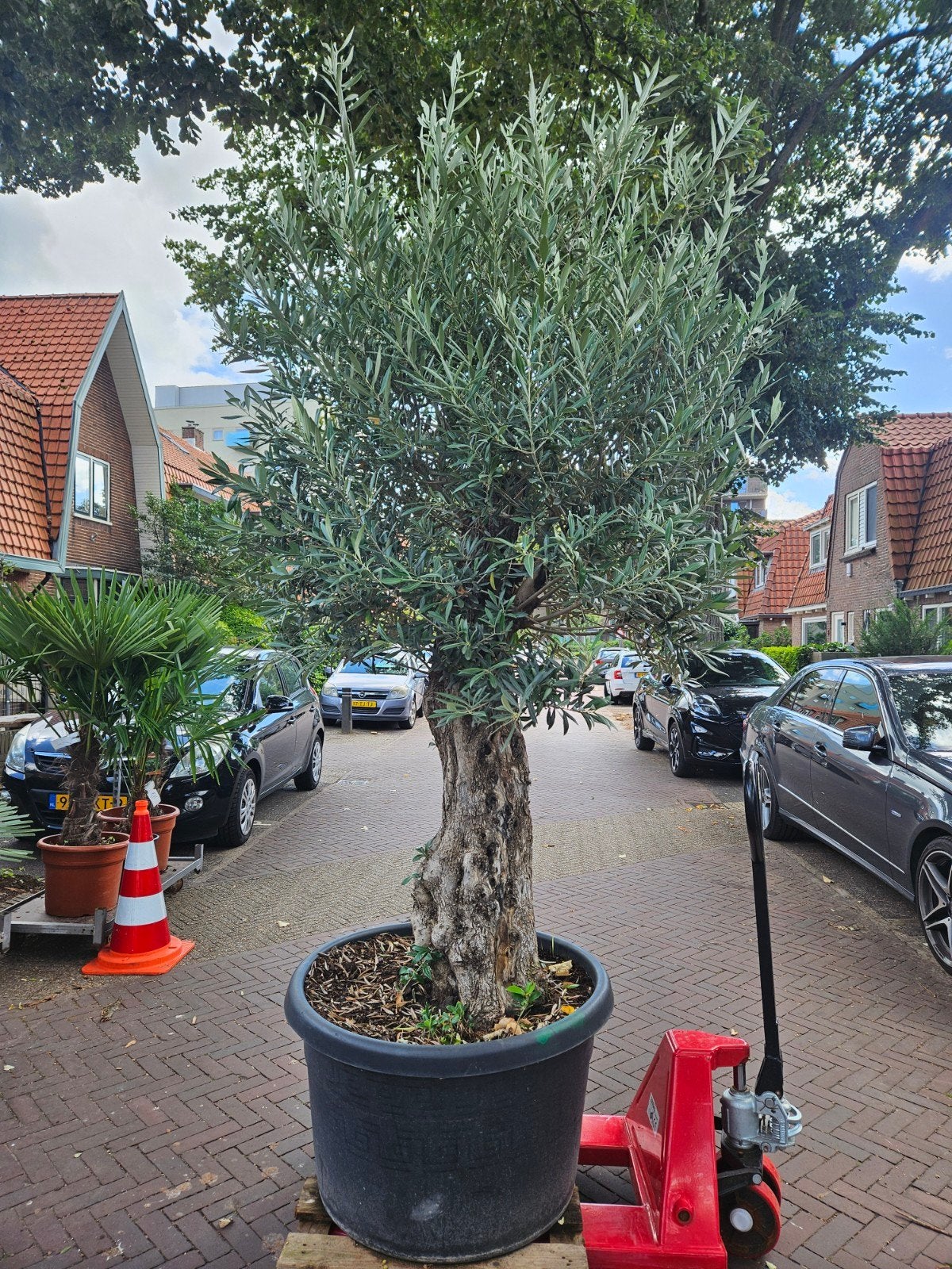 Olijfbomen, palmen, druiven en meer: foto 1 van 399 -> 349, Tuin en Terras, Ophalen of Verzenden, Volle zon, Overige soorten