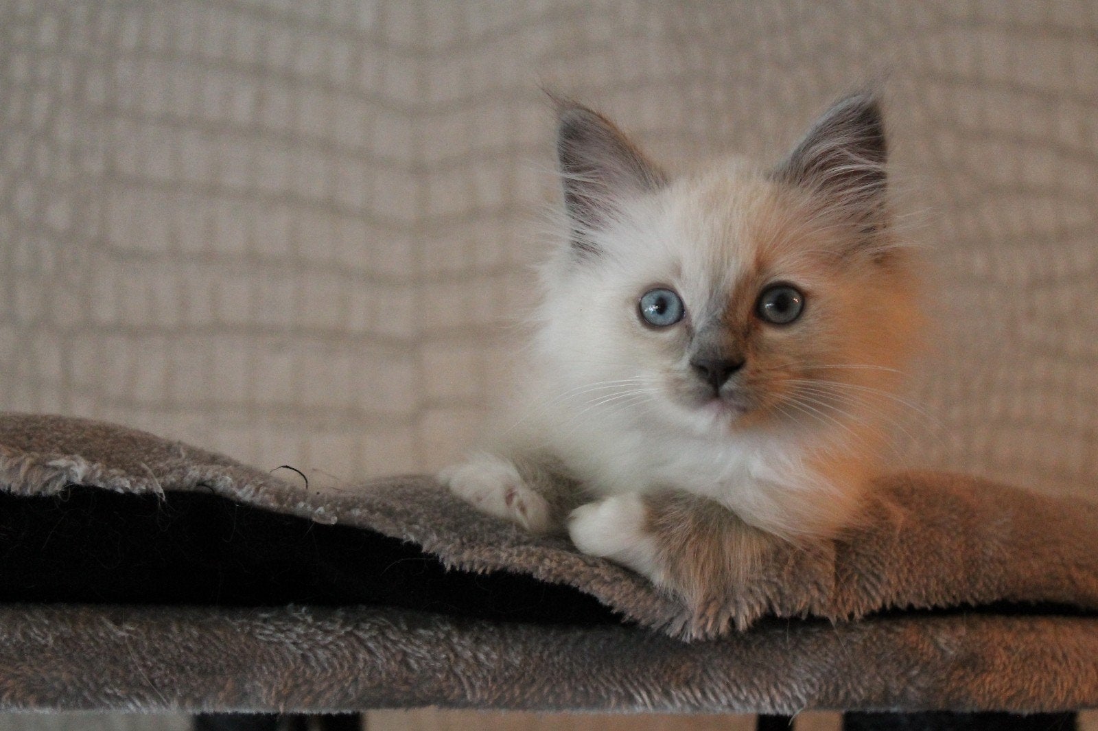Lieve ragdoll katers, blue point en red/ cream point 10weken, Dieren en Toebehoren, Meerdere dieren, Gechipt