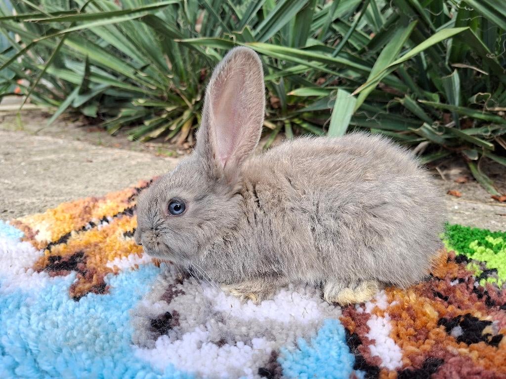 Duitse Reus, Dieren en Toebehoren, Konijnen, Mannelijk, Groot, 0 tot 2 jaar