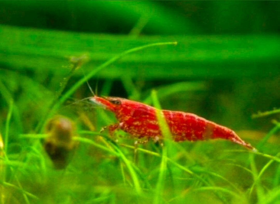 jonge vuurgarnalen, Dieren en Toebehoren, Vissen | Aquariumvissen, Kreeft, Krab of Garnaal, Zoetwatervis, Schoolvis