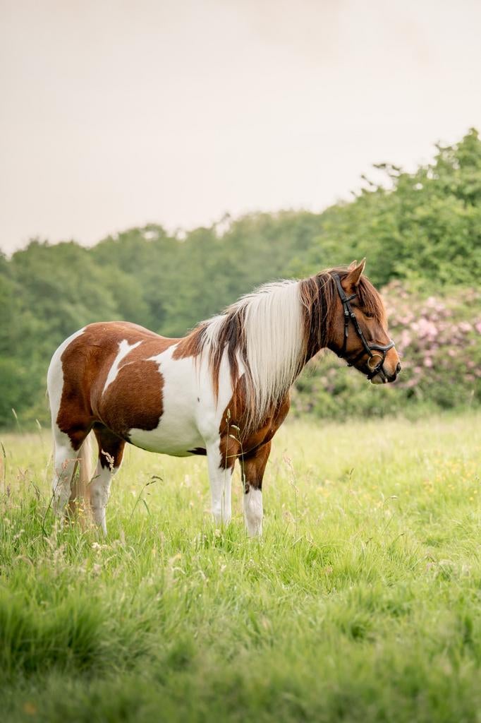 Te koop, leuke C pony!, Dieren en Toebehoren, Pony's, Merrie, B, C pony (1.27m tot 1.37m), 7 tot 10 jaar