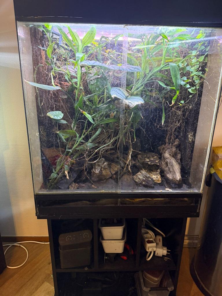 Paludarium met gifkikkers, Dieren en Toebehoren, Reptielen en Amfibieën | Toebehoren, Ophalen, Zo goed als nieuw, Terrarium of Paludarium
