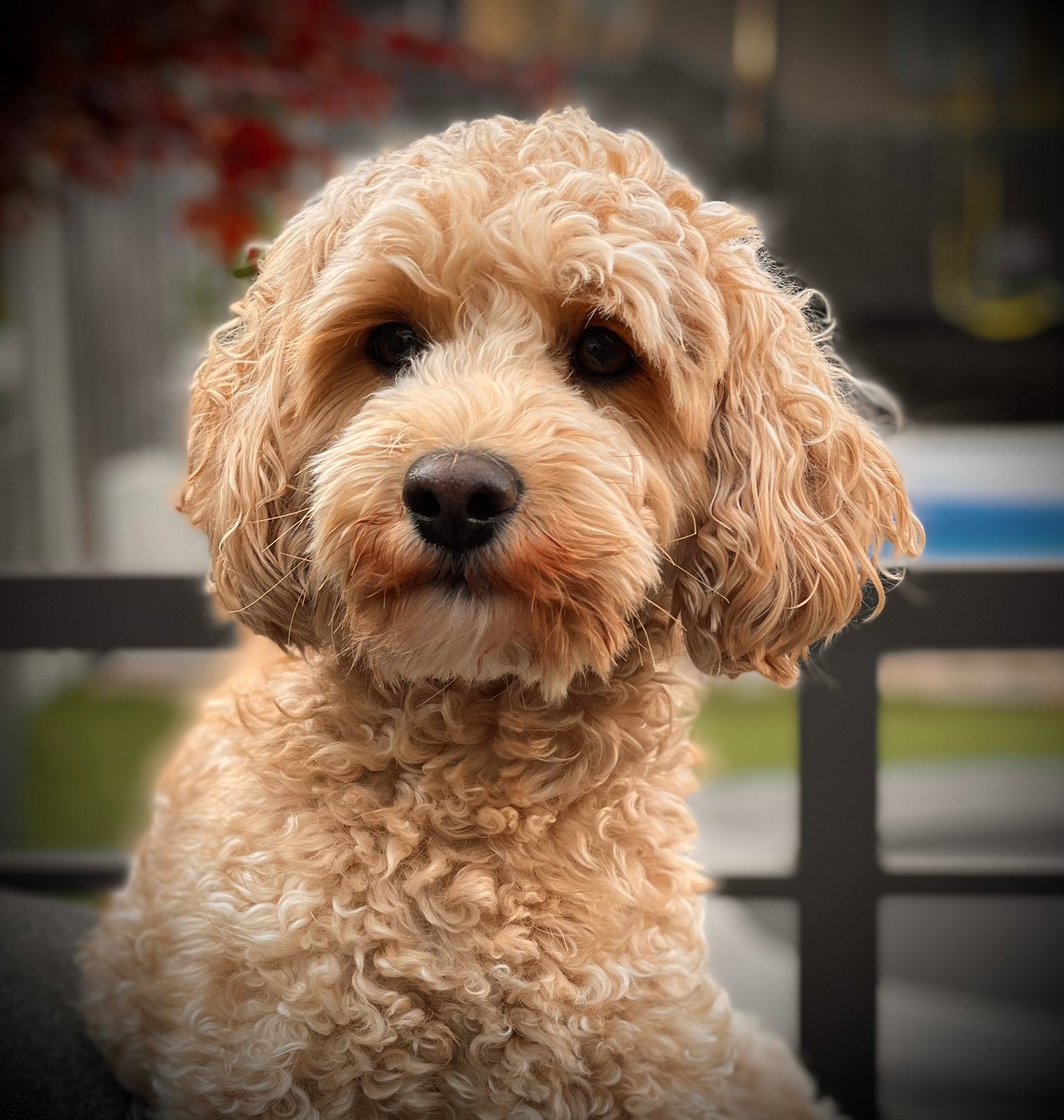 Mini Australian labradoodle Bodhi, Parvo, Reu, Eén hond, 3 tot 5 jaar