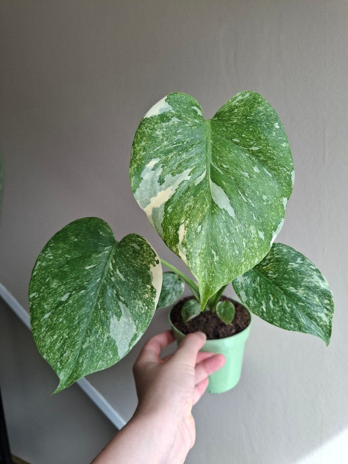monstera green snow, Ophalen, Halfschaduw, Minder dan 100 cm