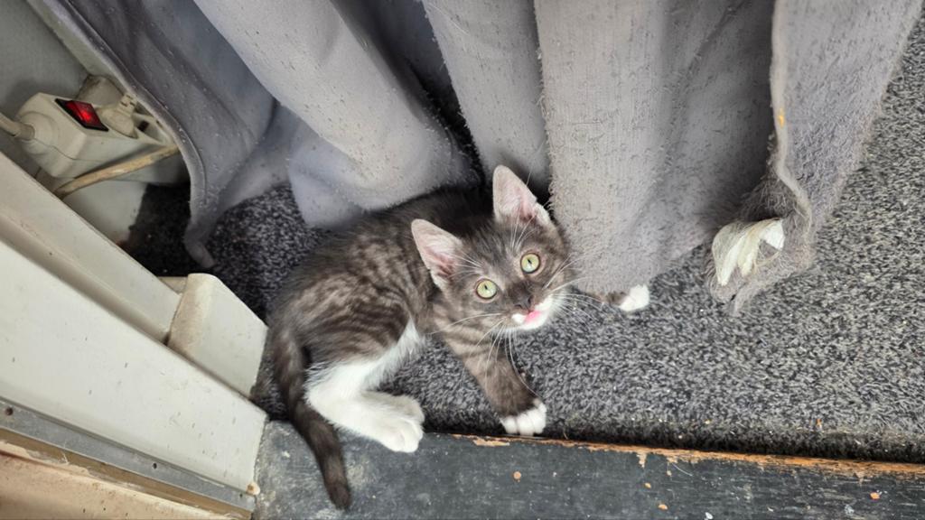 Lieve kittens, Dieren en Toebehoren, Katten en Kittens | Overige Katten, Kater, Kortharig, 0 tot 2 jaar