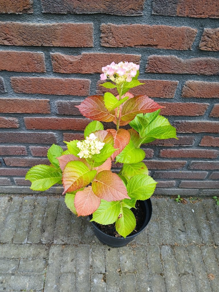 Te koop roze hortensia H69 cm B32 cm, Tuin en Terras, Planten | Tuinplanten, Vaste plant, Halfschaduw, Zomer, Ophalen