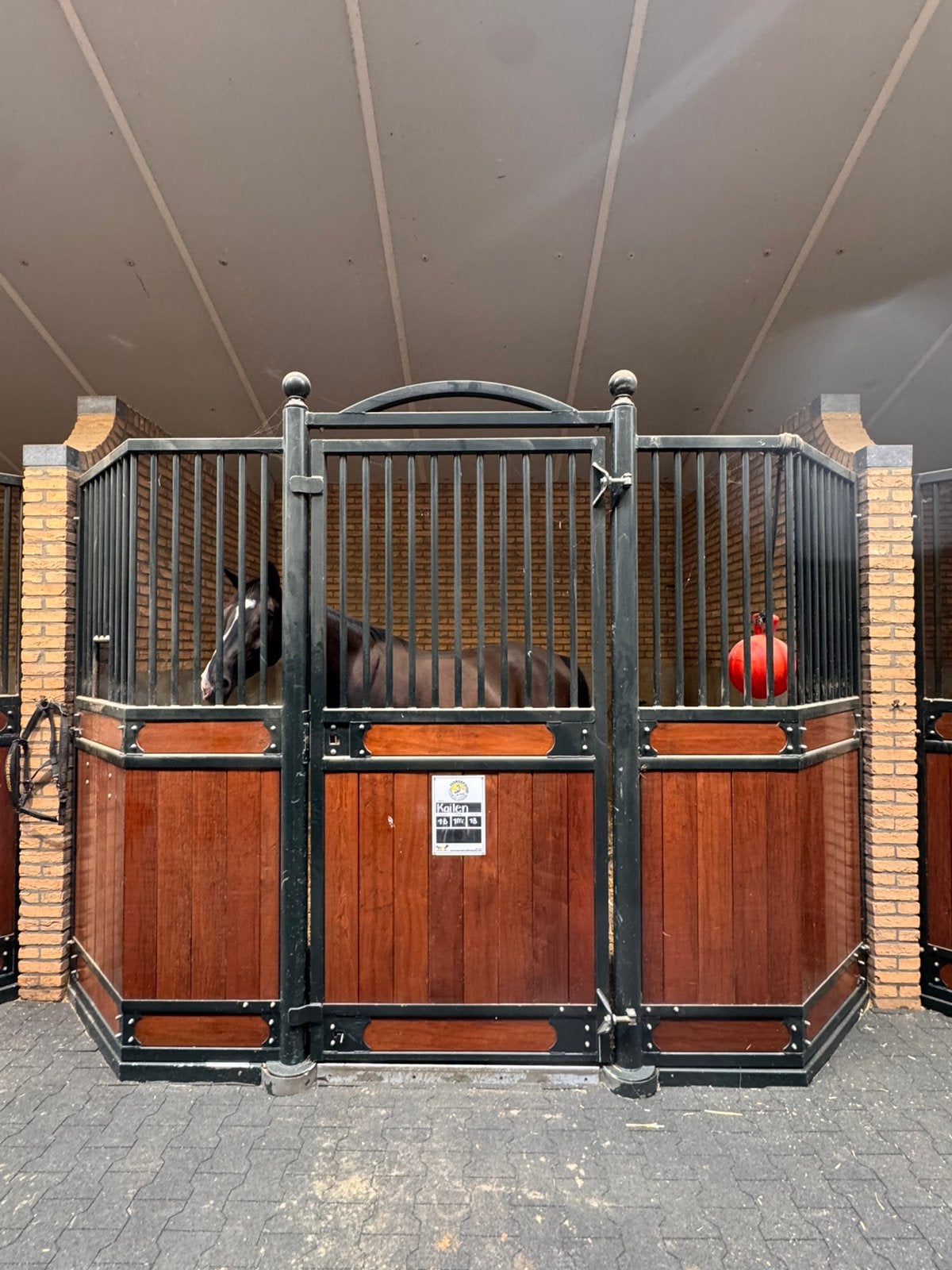 10 luxe voorwanden | gecoat staal met hardhout, Dieren en Toebehoren, Opfok, 4 paarden of pony's of meer