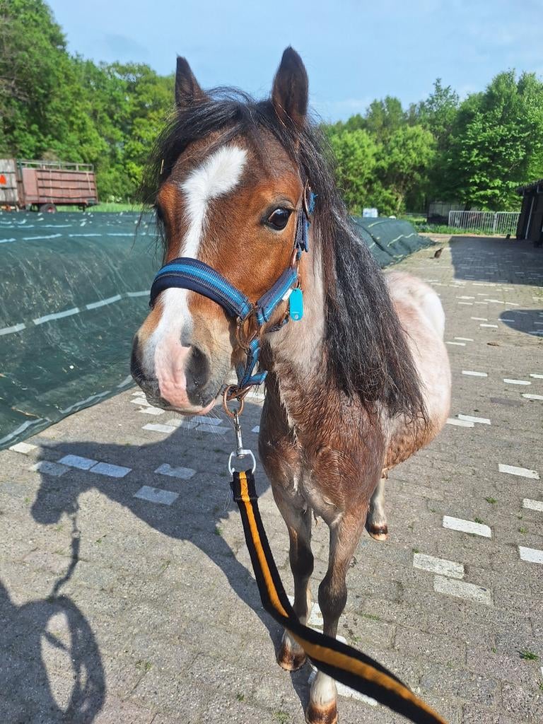 Verzorg pony aangeboden!, Ophalen of Verzenden, Nieuw, Overige soorten
