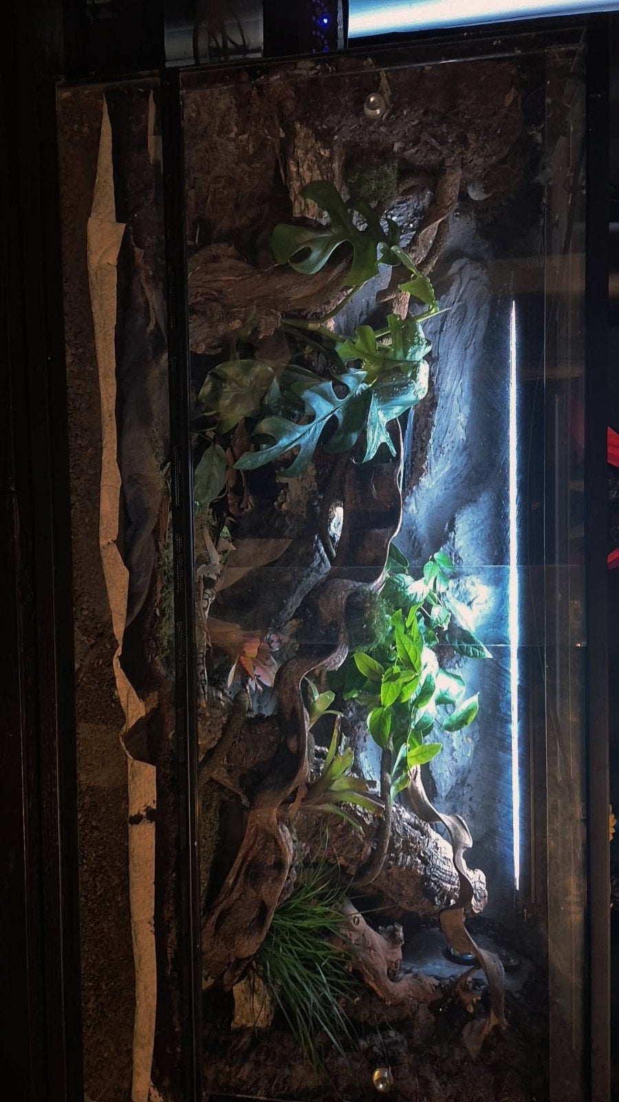 Compleet terrarium 120x50x60 cm + veel accessoires | Direct, Dieren en Toebehoren, Reptielen en Amfibieën | Toebehoren, Ophalen