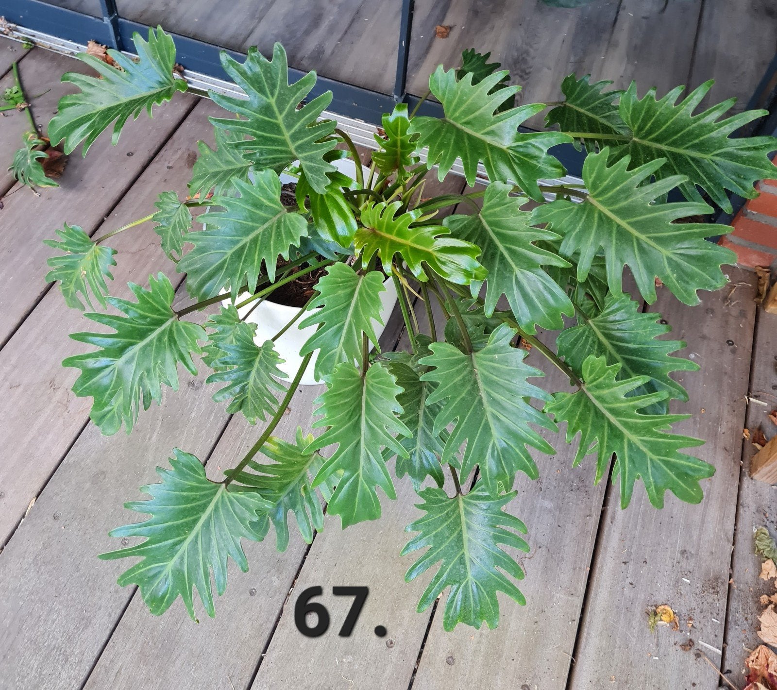 Philodendron xanadu, grote kamerplant, Ophalen of Verzenden, Halfschaduw, Minder dan 100 cm