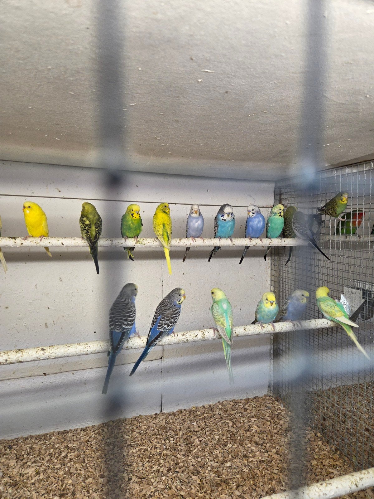 Diverse grasparkieten, Dieren en Toebehoren, Vogels | Parkieten en Papegaaien, Meerdere dieren, Parkiet