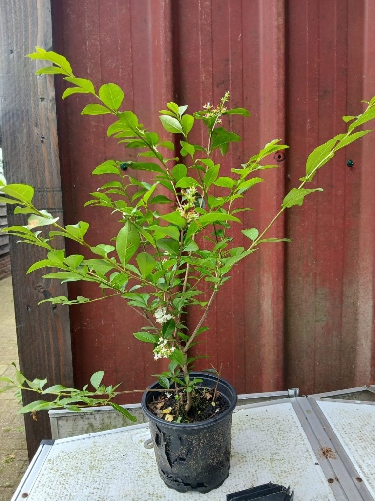 Liguster, Ophalen, Liguster, Struik, Minder dan 100 cm