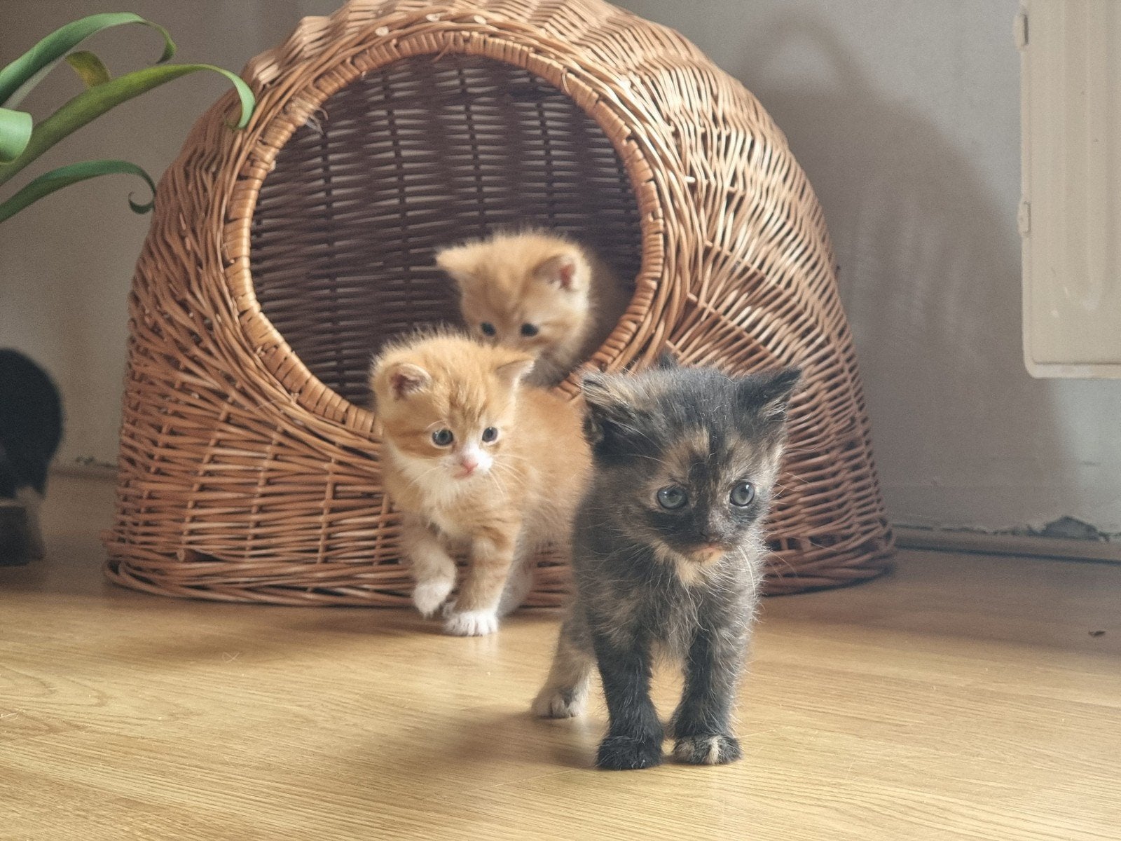 kittens britshe korthaar/ragdoll, Meerdere dieren