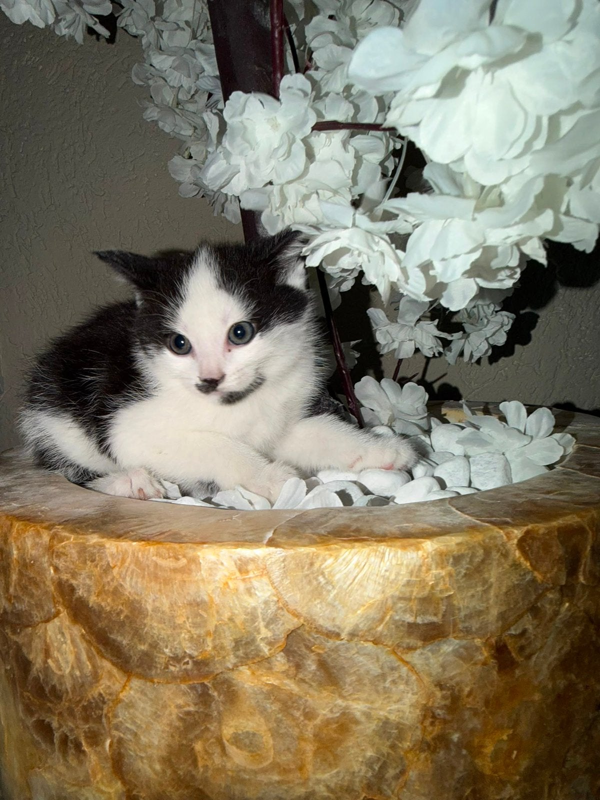 X Britse x korthaar kittens 8 weken mogen weg, Meerdere dieren, Ontwormd, 0 tot 2 jaar
