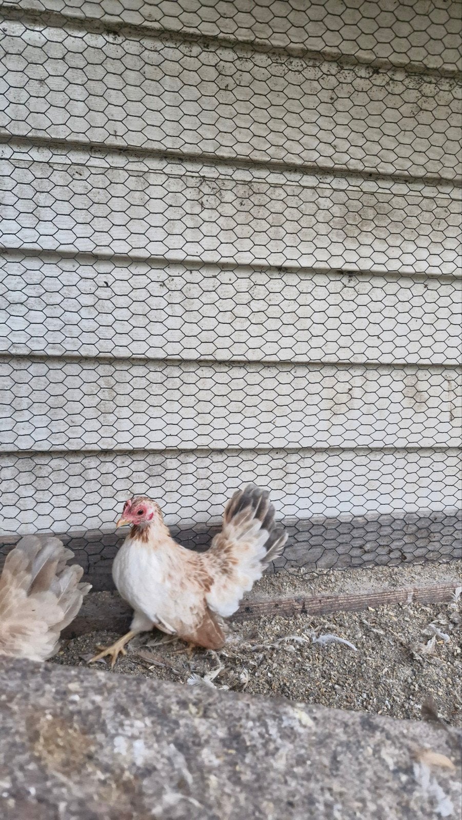 ayam serama hennetjes, Meerdere dieren, Kip