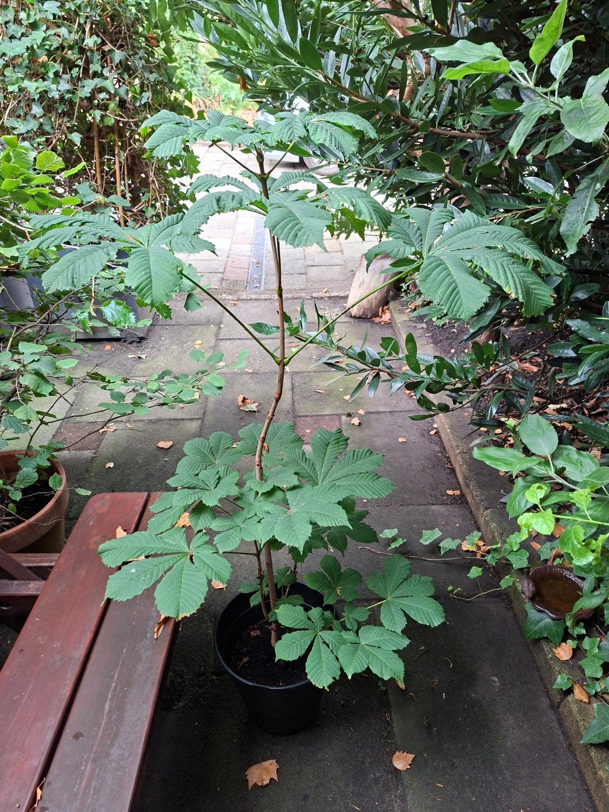 kastanje in pot, Tuin en Terras, Planten | Bomen, Overige soorten, Minder dan 100 cm, Ophalen, Volle zon