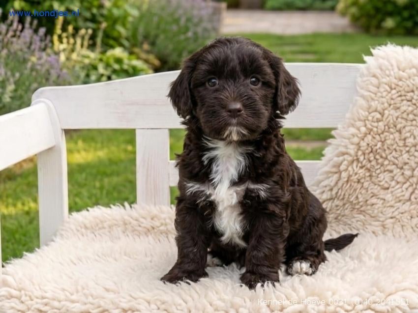 Kennel De Hoeve – Maltipoo, Boomer, Bolonka, Doodle pups, Parvo, Nederland, Overige rassen, 8 tot 15 weken