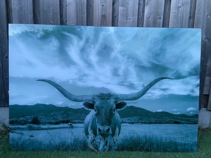 Wanddecoratie Stier met Hoorns - 120x80 cm, Ophalen, Schilderij, 80 cm, Zo goed als nieuw