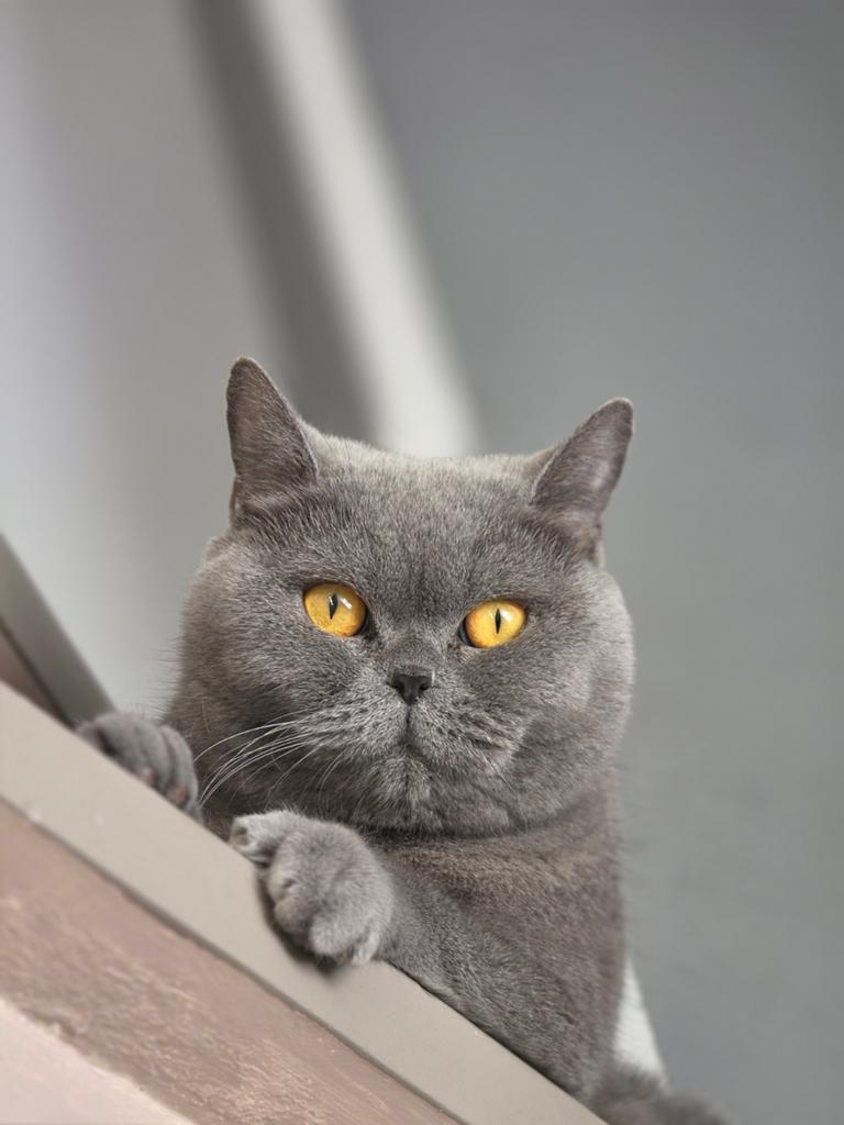 Britse korthaar poes, Poes, Gechipt, 3 tot 5 jaar