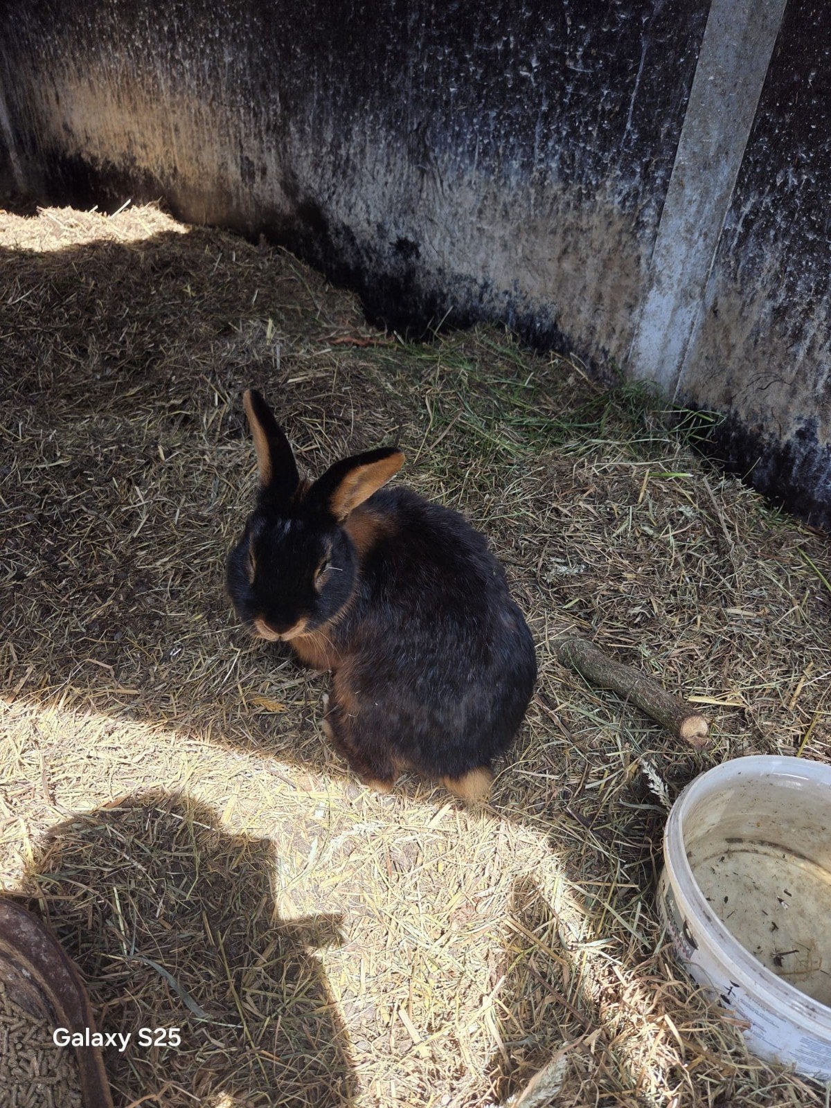 3 black en tan konijn, Dieren en Toebehoren, Konijnen, Meerdere dieren