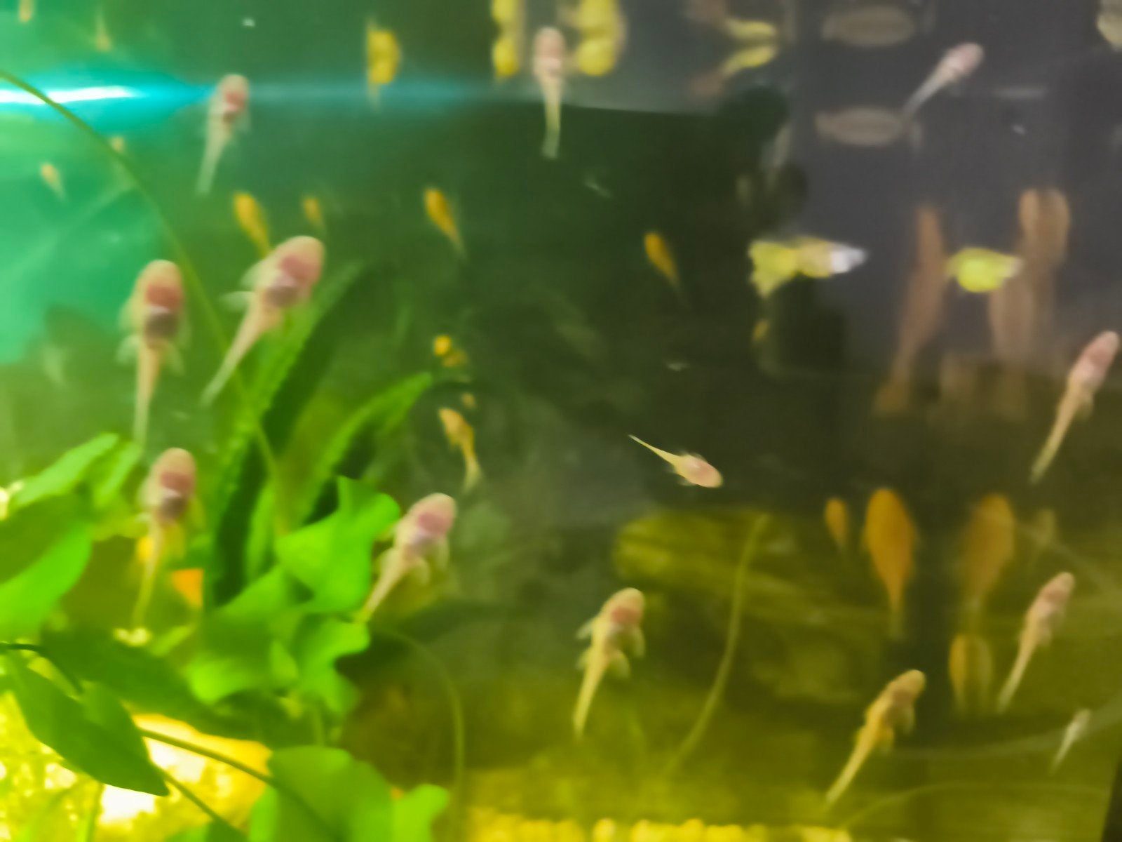 Baby en Volwassen ancistrus gold albino algeneter, Vis, Zoetwatervis
