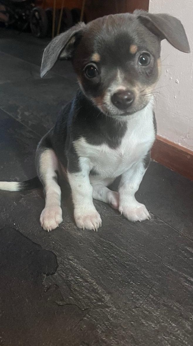 Prachtige Chihuahua pup zoeken een liefdevol thuis ️, 8 tot 15 weken, Teef, Meerdere, Chihuahua
