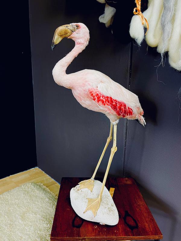 Cubaanse witte Flamingo, taxidermy, Antiek en Kunst, Curiosa en Brocante, Ophalen of Verzenden