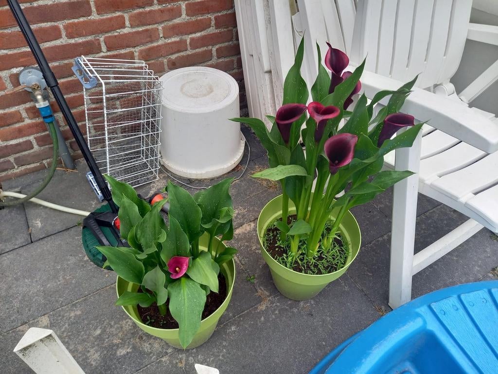 Zantedeschia

Knollen  te koop, Tuin en Terras, Planten | Tuinplanten, Ophalen of Verzenden, Overige soorten, Volle zon