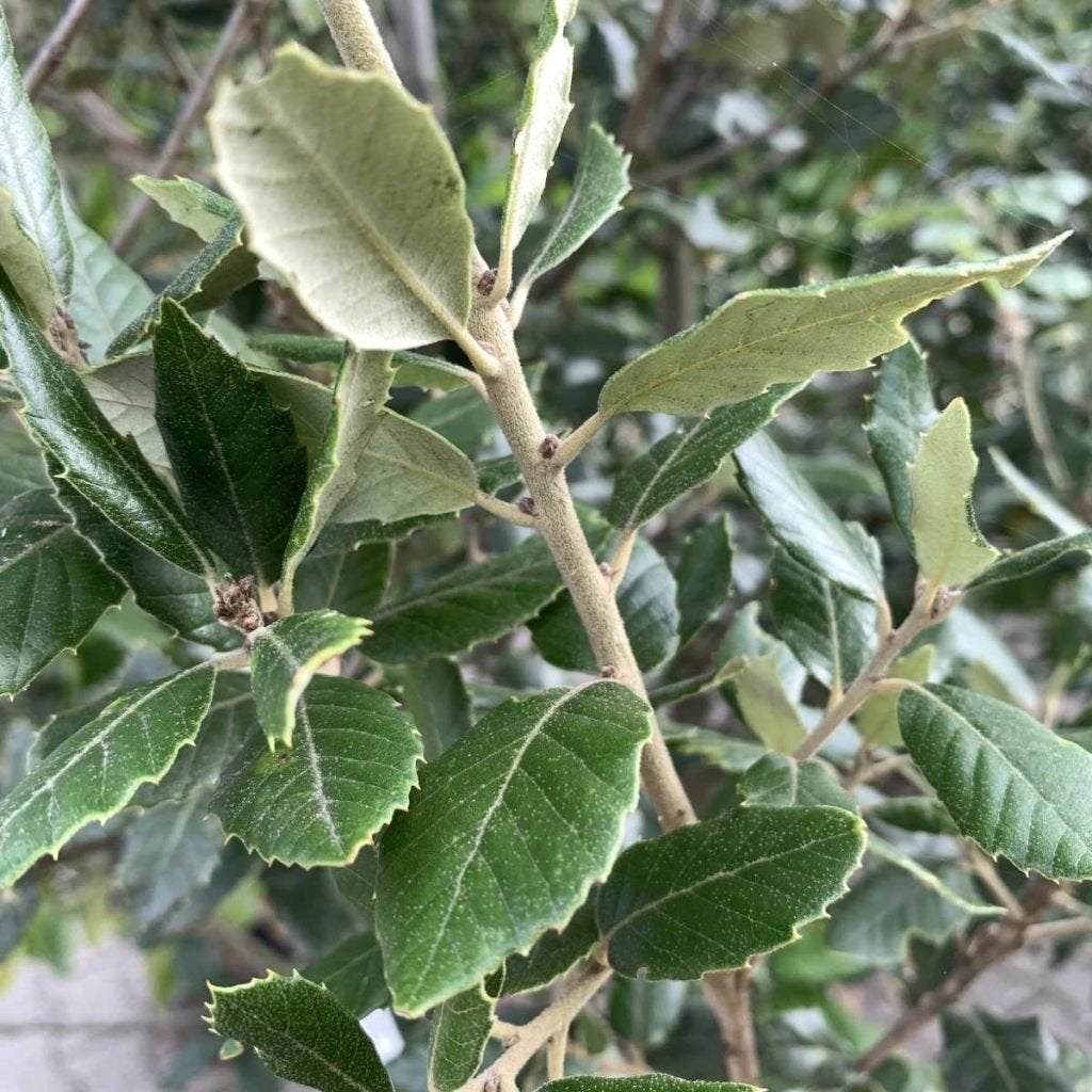 Quercus ilex / steeneik (hoogstam!) €75,-, In pot, Halfschaduw, Lente, 250 tot 400 cm