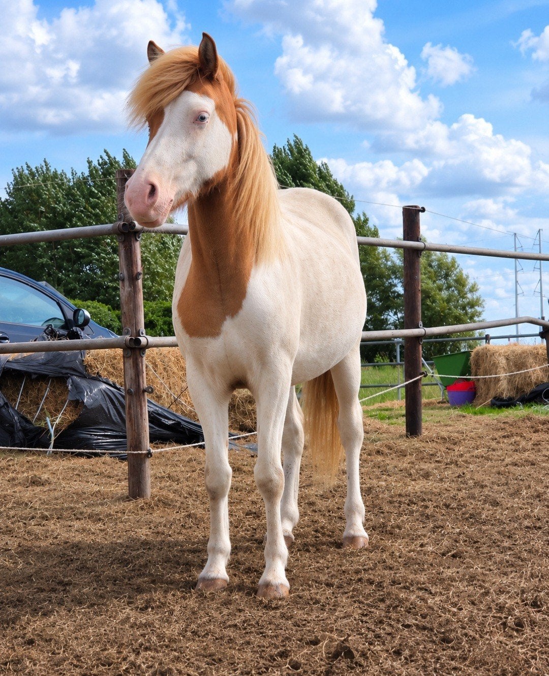 Bijzonder grote maat IJslander merrie te koop!, Dieren en Toebehoren, Merrie