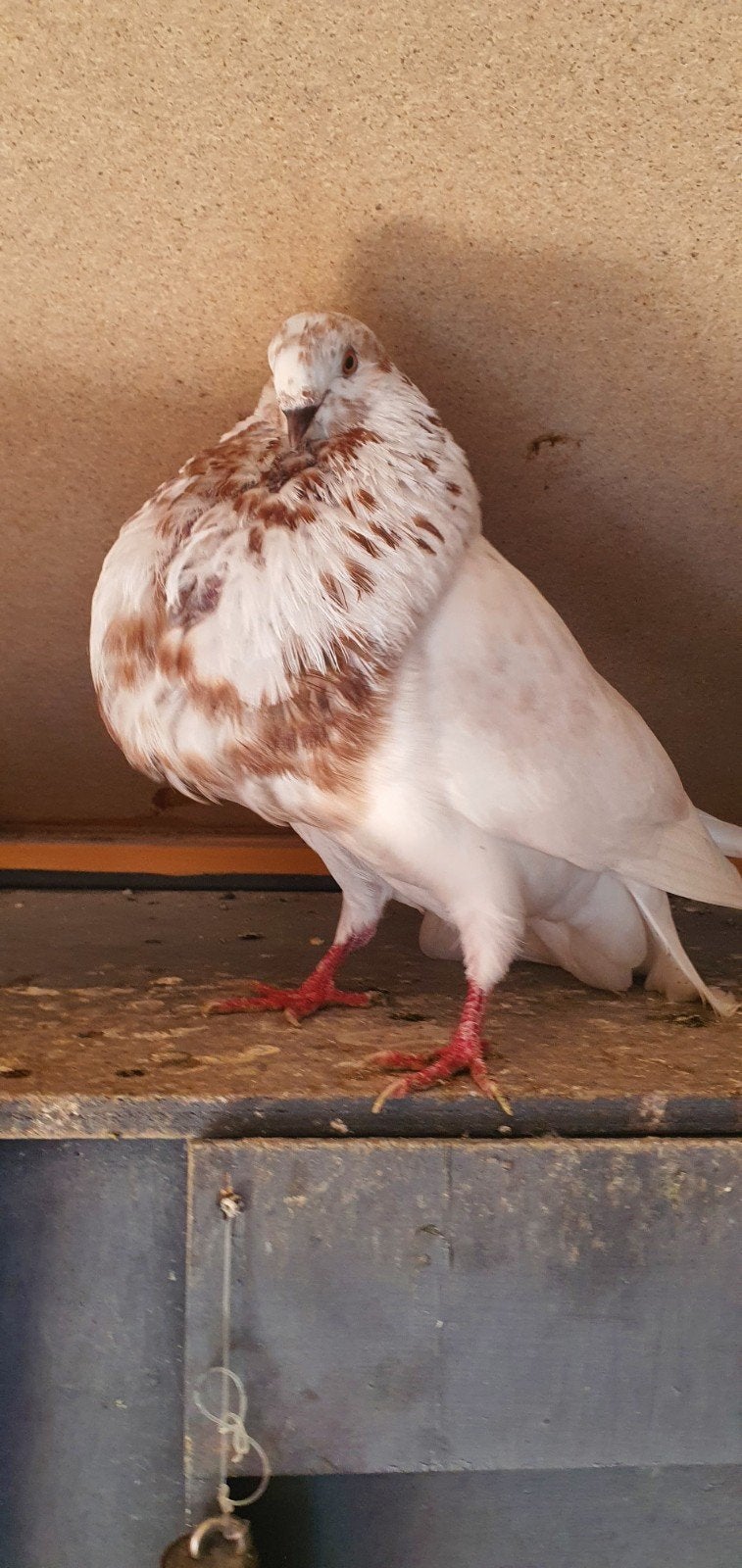 Gaditano doffer, Dieren en Toebehoren, Vogels | Duiven, Mannelijk