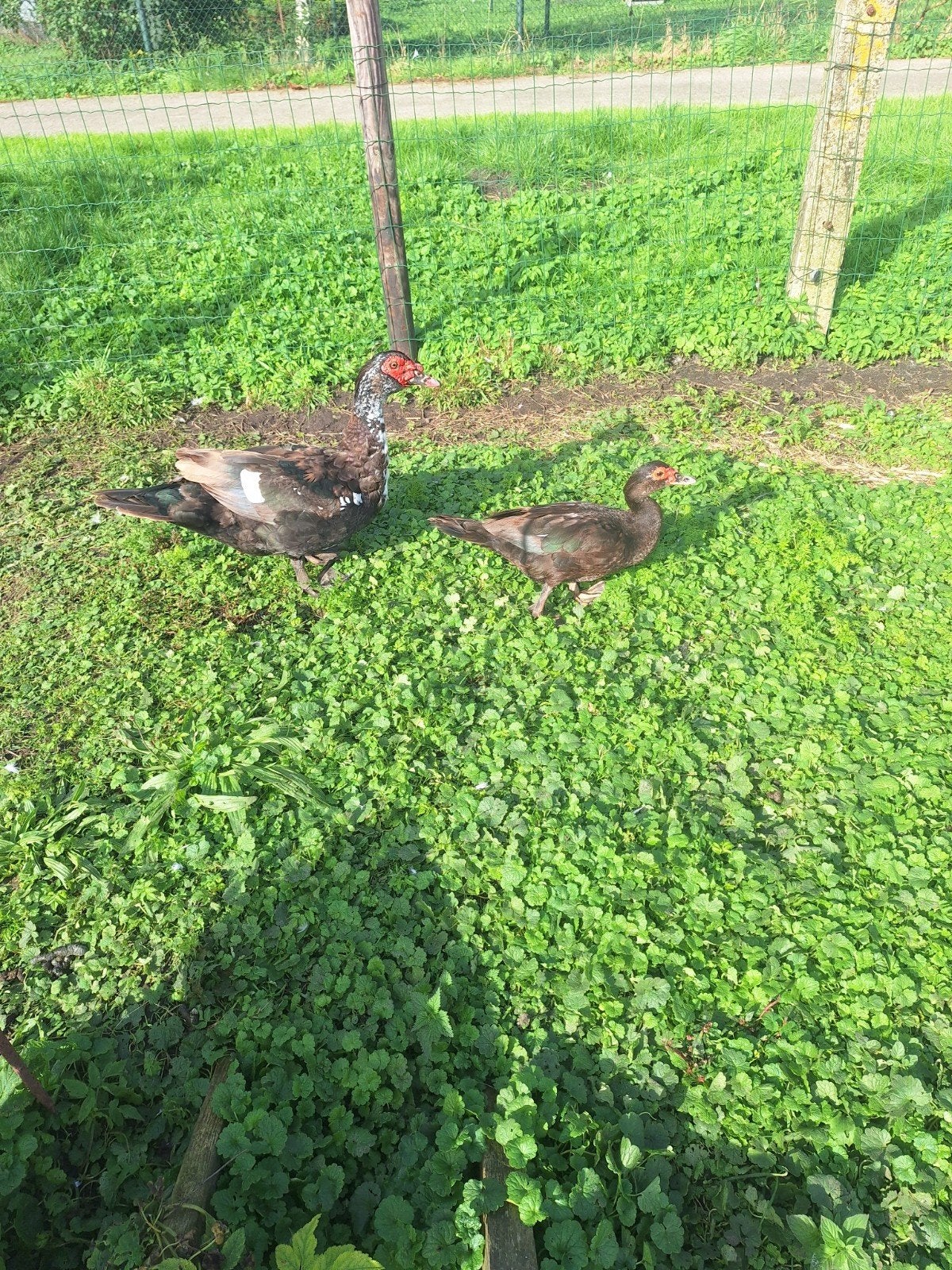 tekoop muskus eenden tjechise gans vr, Dieren en Toebehoren, Meerdere dieren, Eend