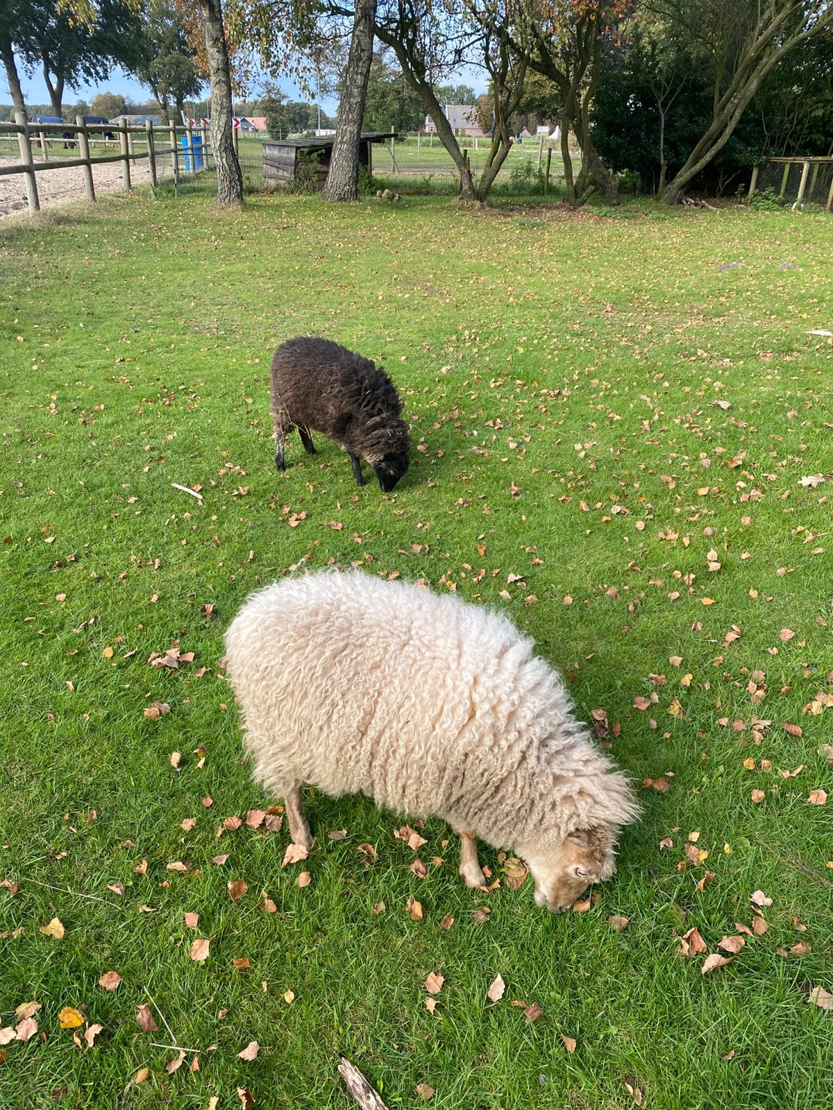 Twee Ouessantschaapjes, Vrouwelijk, Geit