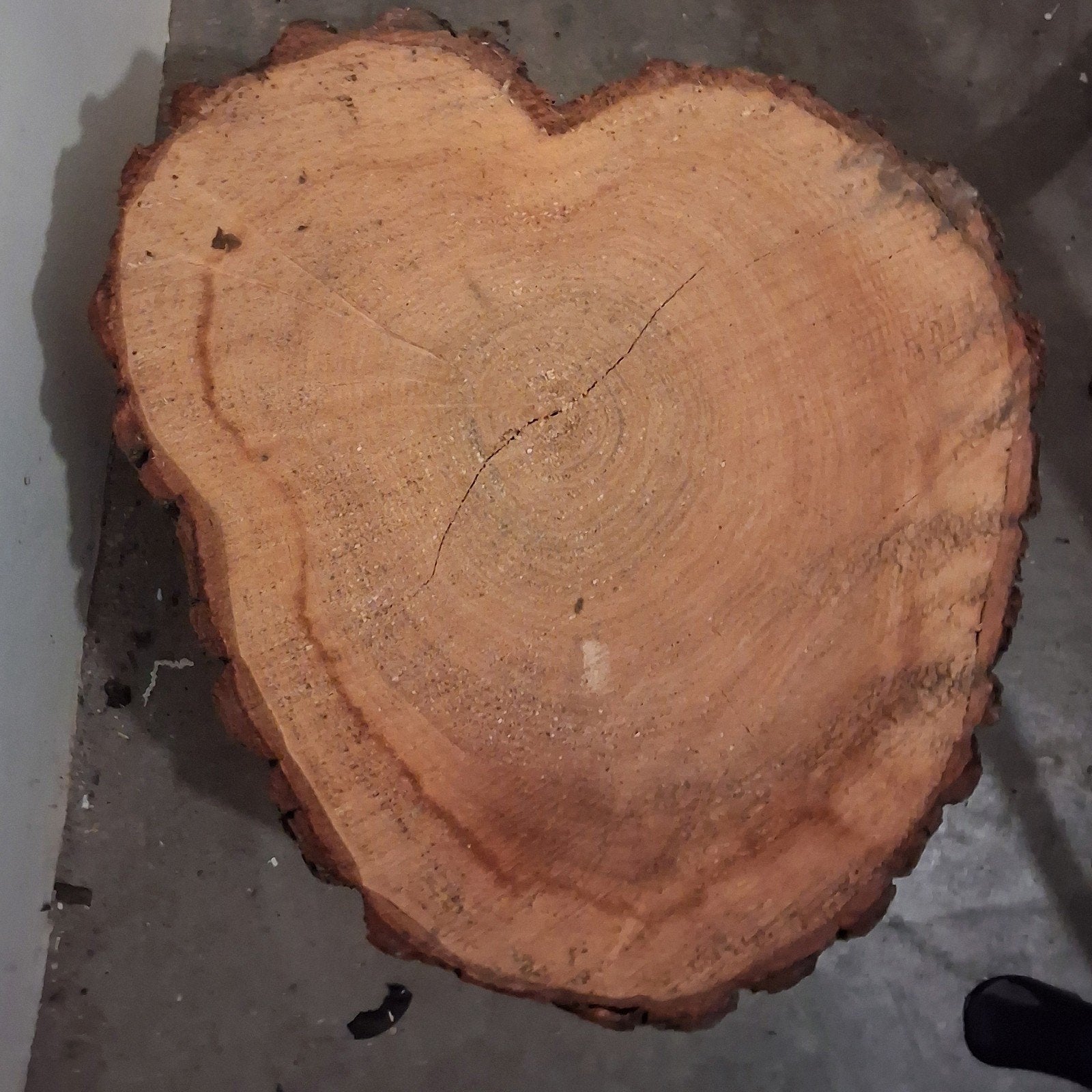 boomstam  decoratie, Doe-het-zelf en Verbouw, Ophalen, 25 tot 50 mm, Overige typen, Minder dan 200 cm