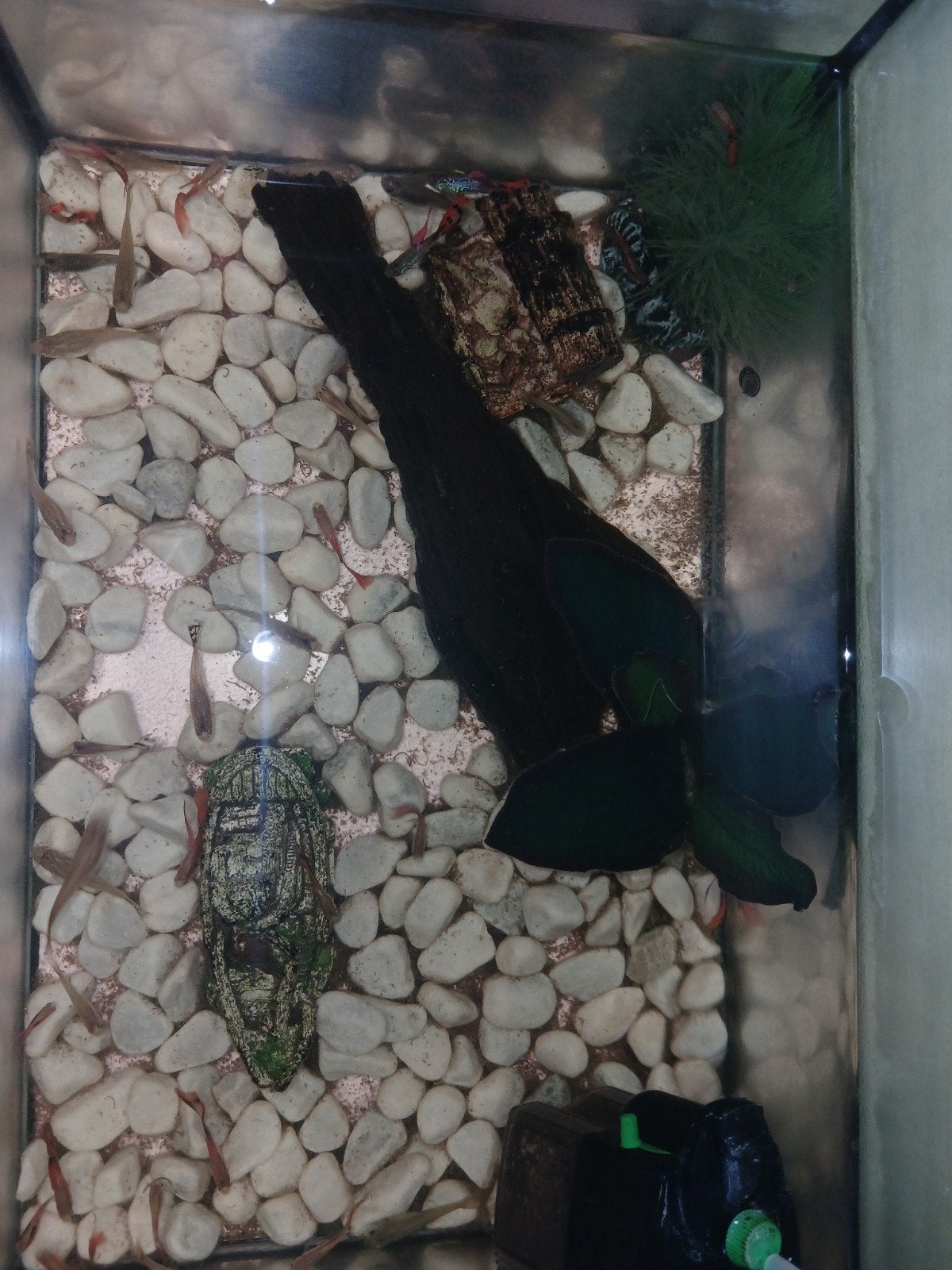 sier guppies, Ophalen, Zo goed als nieuw, Overige typen