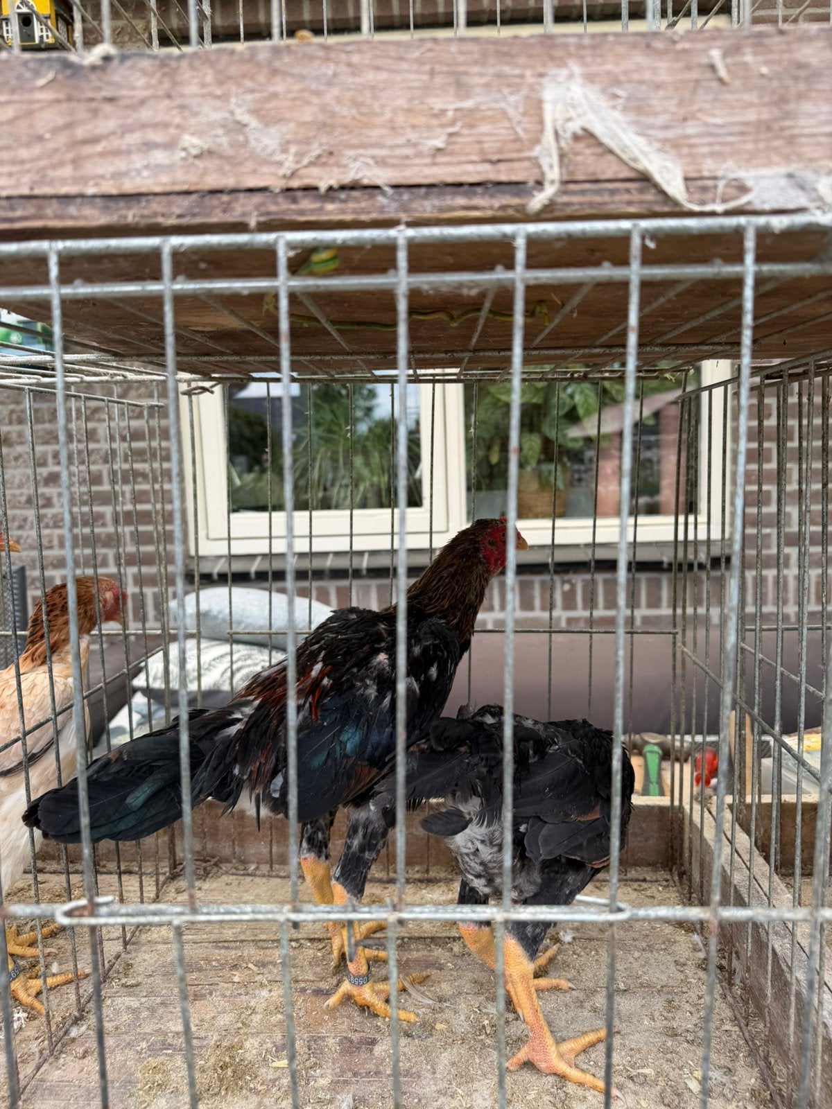 Shamo kriel Tarwe, Dieren en Toebehoren, Meerdere dieren, Kip
