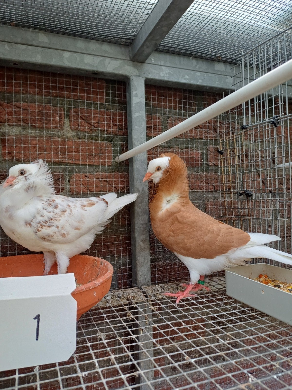 Te Koop Oud Hollandse Kapucijnen Sierduiven., Meerdere dieren, Overige soorten